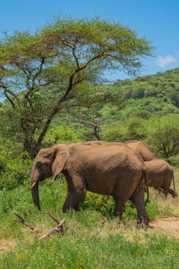 Afrika filleri (Loxodonta Africana) ve Tanzanya 'daki Tarangire Ulusal Parkı' nda.