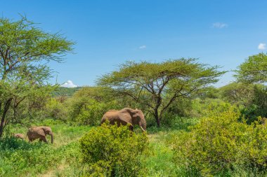 Afrika filleri (Loxodonta Africana) ve Tanzanya 'daki Tarangire Ulusal Parkı' nda.