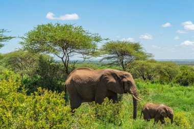 Afrika filleri (Loxodonta Africana) ve Tanzanya 'daki Tarangire Ulusal Parkı' nda.