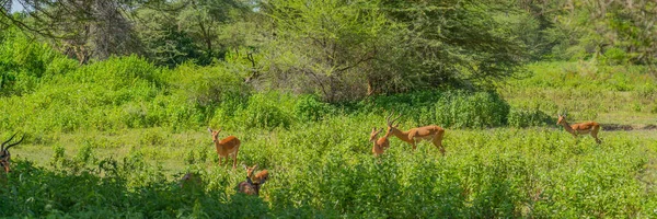 Eine Gruppe Impala Antilopen Tarangire Nationalpark Tansania — Stockfoto