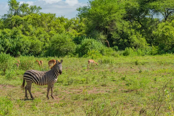 Ein Von Bäumen Umgebenes Zebra Lake Manyara Tansania Afrika — Stockfoto
