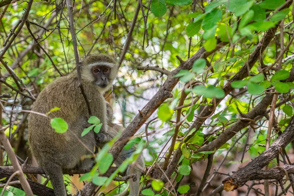 Fluwelen Aap Moeder Met Baby Zittend Een Tak Bij Waterval — Stockfoto