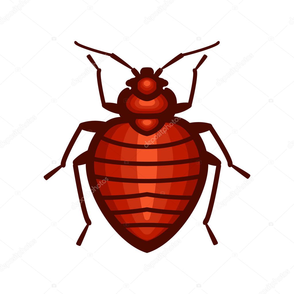 Bedbug insect illustration design