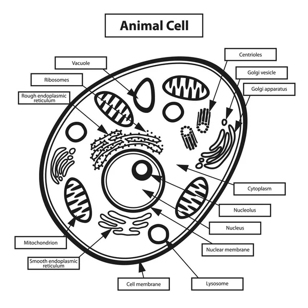 Ilustração Educação Células Animais — Vetor de Stock