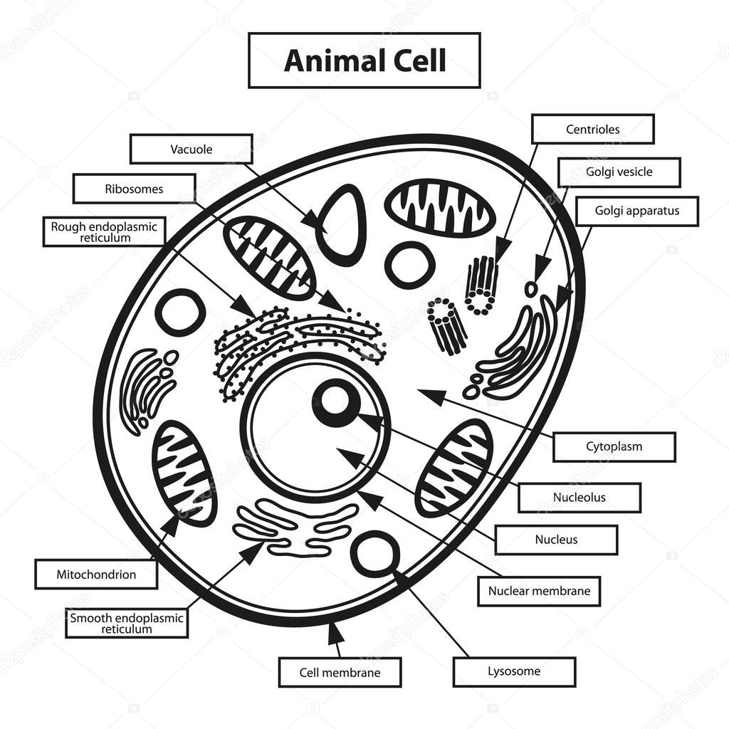 Animal cell education illustration 