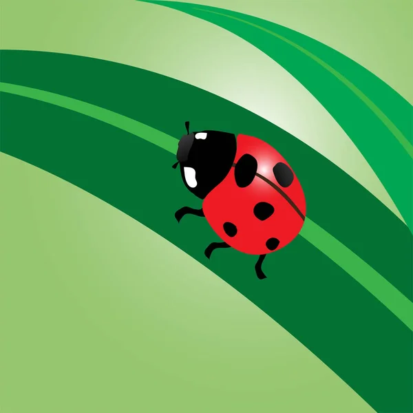 Ladybug, векторная иллюстрация . — стоковый вектор