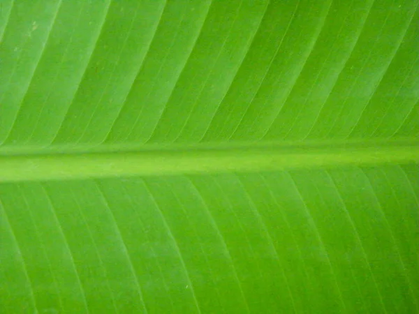 Bananen blad achtergrond. — Stockfoto