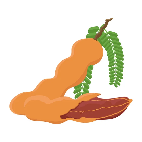 Tamarindo aislado sobre fondo blanco. — Vector de stock