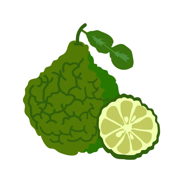 Bergamot ile dilim düz çizmek, Bergamot beyaz arka plan üzerinde izole.. — Stok Vektör