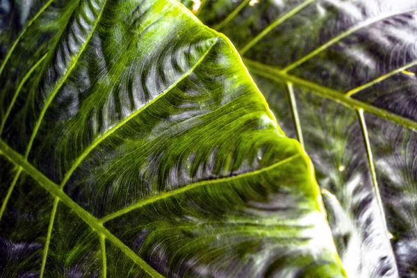 Green dark  Leaf texture background.