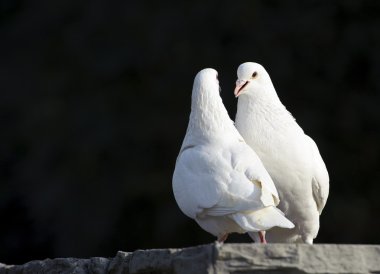 iki sevgi dolu beyaz güvercinler