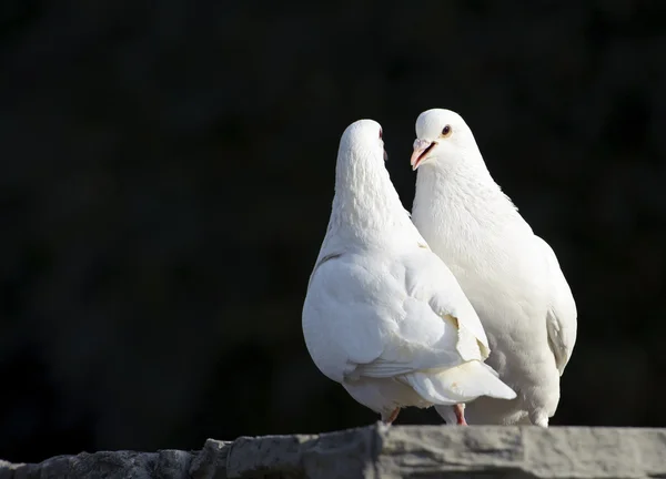 Dos cariñosas palomas blancas — Foto de Stock