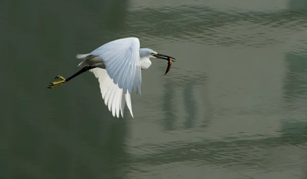 White egret estendeu suas asas em voo — Fotografia de Stock