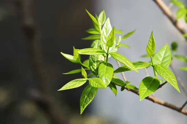 Inschrijving toppen van groenheid — Stockfoto