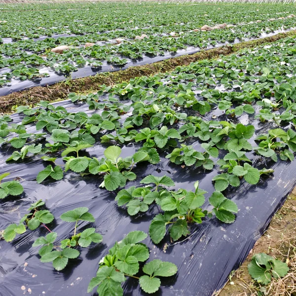 Rows of young strawberry field — Stock Photo, Image