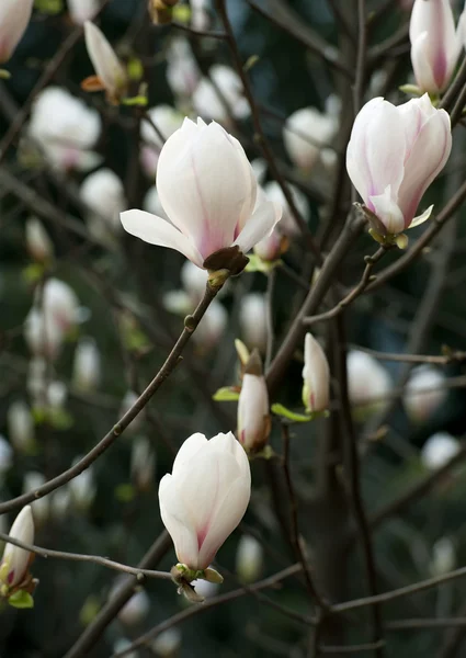 マグノリアの denudata の花 — ストック写真