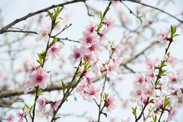 Pink peach blossom — Stockfoto