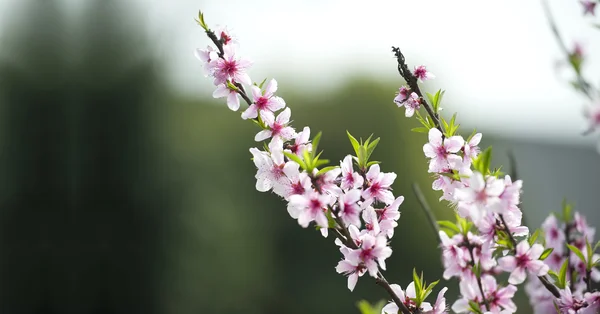 Fiore di pesca rosa — Foto Stock