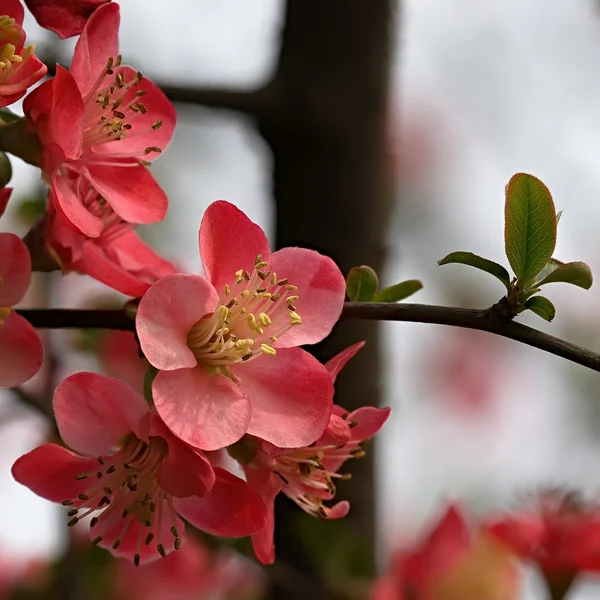 Schöne rote Begonienblüte — Stockfoto