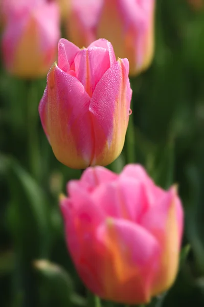 Piękny czerwony tulipan kwiat — Zdjęcie stockowe