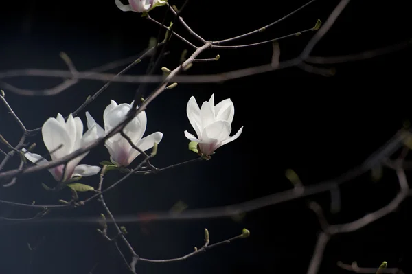 Magnolia denudata blomst - Stock-foto
