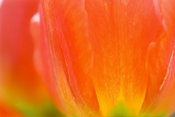Tulipan piękne kwiaty w ogrodzie — Zdjęcie stockowe