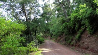 Yaz aylarında güzel orman yolu