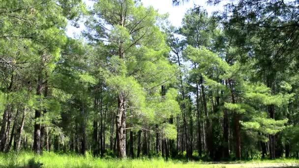 Bosque de pinos en un día soleado en Marmaris — Vídeos de Stock