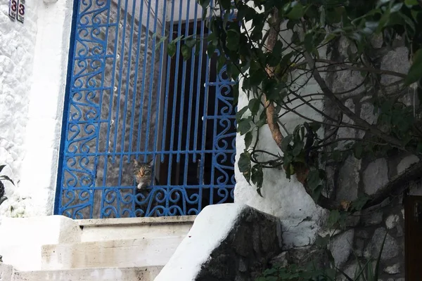 Kedi ve mavi demir kapı