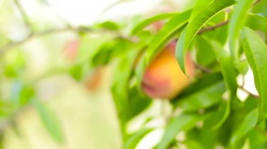 Şeftali ağacı üzerinde. Olgun şeftali.