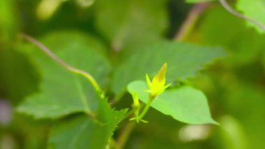 Gündüzsefası Bahçe için.