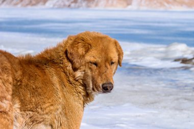Bir gurur kar Mastiffs