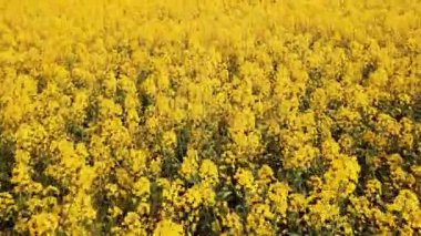 Çiçek açan kolza tohumu alanın üzerinde düşük seviye uçuş