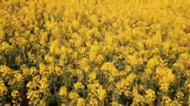 Çiçek açan kolza tohumu alanın üzerinde düşük seviye uçuş