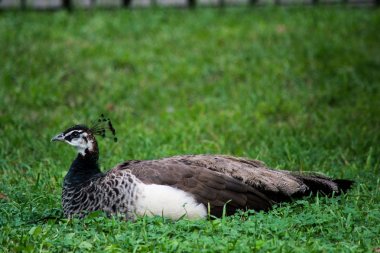 Hayvanat bahçesindeki tavus kuşu