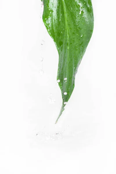 Fresh grean leaf with water drops — Free Stock Photo