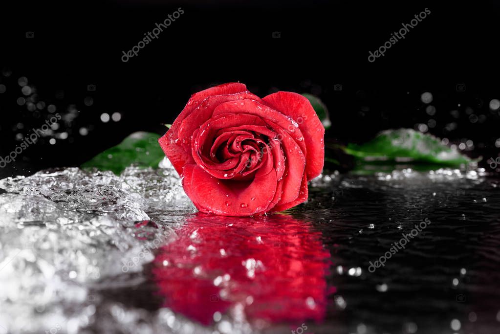 Red rose with water drops — Stock Photo © alebloshka #152758800