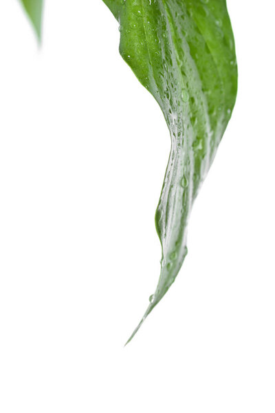 Свежий зеленый лист с капельками воды
