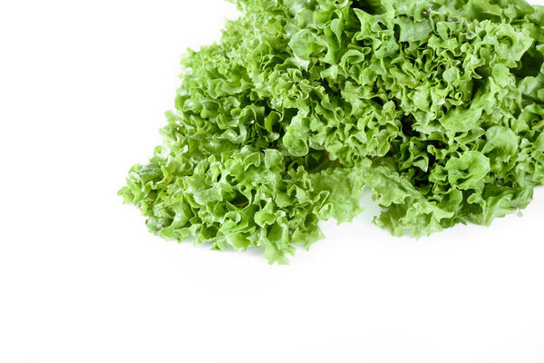 green lettuce salad leaves