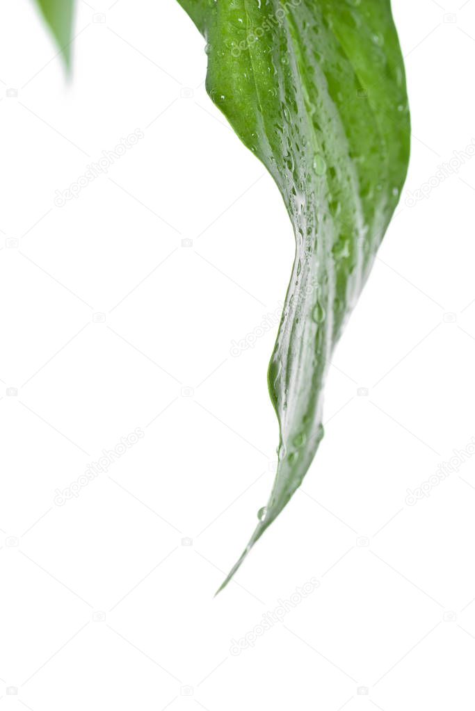 fresh grean leaf with water drops