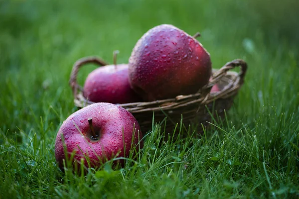 Fresh podniósł czerwone jabłka — Zdjęcie stockowe