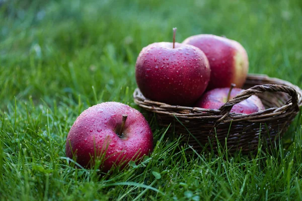 Manzanas rojas frescas recogidas —  Fotos de Stock