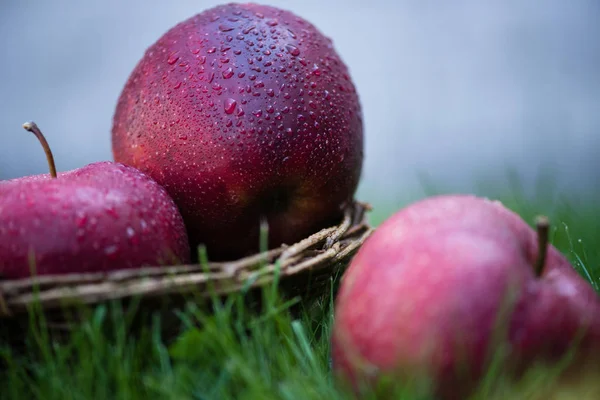 Νωπά ώριμα μήλα σε χόρτο — Φωτογραφία Αρχείου