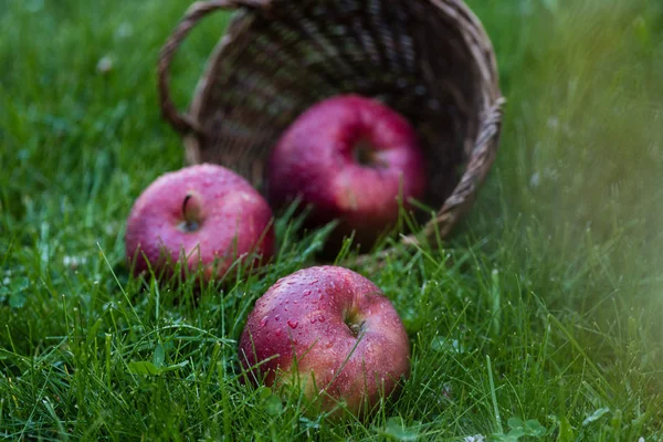 Manzanas frescas maduras en hierba — Foto de Stock