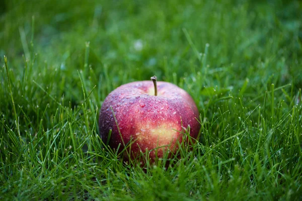 Fresh ripe apple in grass — Stock Photo, Image