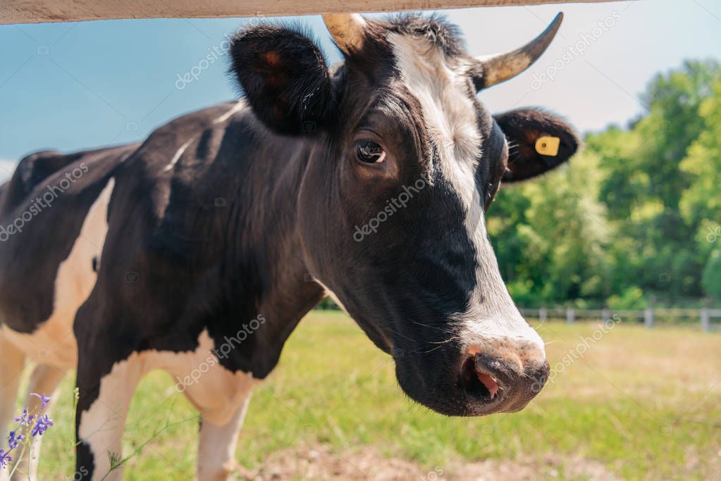 vaca #hashtag