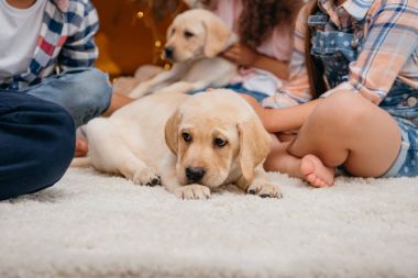 sevimli köpek Labrador yavrusu