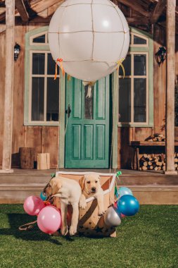 şirin labrador yavruları