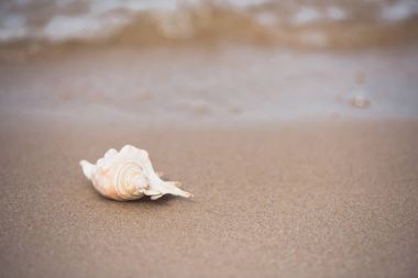 seashell on sandy beach clipart
