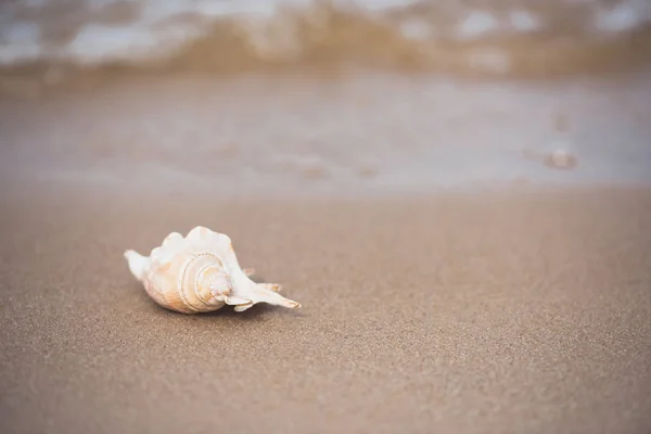 Θαλασσινό κοχύλι σε αμμώδη παραλία — Φωτογραφία Αρχείου